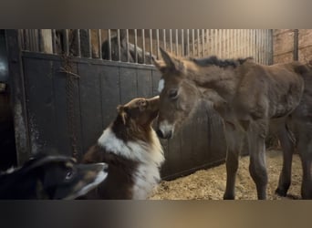 Arabian horses Mix, Mare, Foal (01/2026), 14,2 hh, Brown