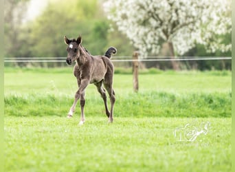 Arabian horses, Mare, Foal (03/2024), 15.1 hh, Black