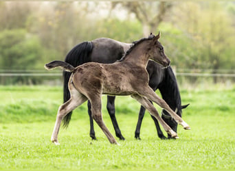 Arabian horses, Mare, Foal (03/2024), 15.1 hh, Black