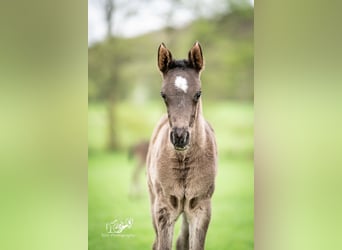 Arabian horses, Mare, Foal (03/2024), 15.1 hh, Black