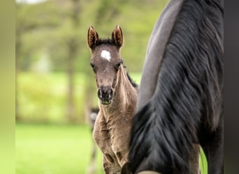 Arabian horses, Mare, Foal (03/2024), 15.1 hh, Black