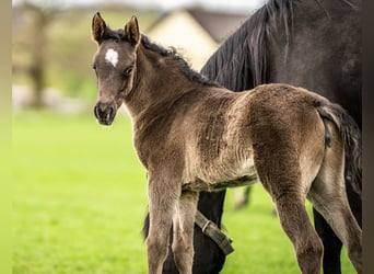 Arabian horses, Mare, Foal (03/2024), 15.1 hh, Black