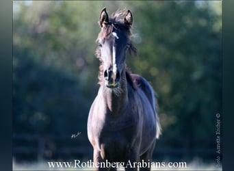 Arabian horses, Mare, Foal (04/2023), 15.1 hh, Black