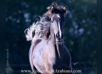Arabian horses, Mare, Foal (04/2023), 15.1 hh, Black
