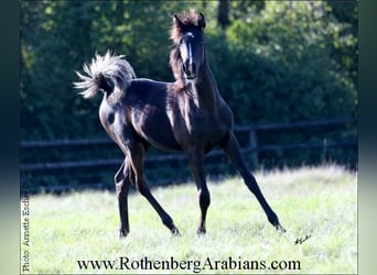 Arabian horses, Mare, Foal (04/2023), 15.1 hh, Black