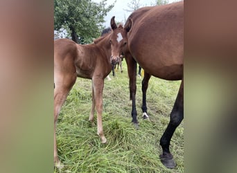 Arabian horses, Mare, Foal (07/2024), 15.1 hh, Chestnut-Red