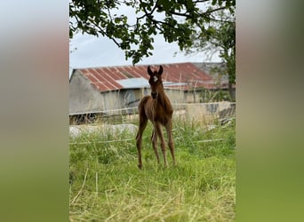 Arabian horses, Mare, Foal (07/2024), 15.1 hh, Chestnut-Red