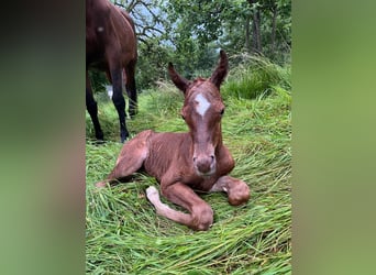 Arabian horses, Mare, Foal (07/2024), 15.1 hh, Chestnut-Red