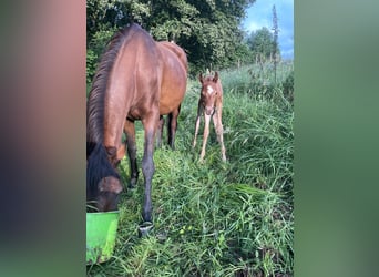 Arabian horses, Mare, Foal (07/2024), 15.1 hh, Chestnut-Red