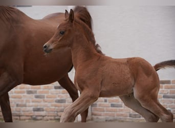 Arabian horses, Mare, Foal (04/2024), 15.1 hh