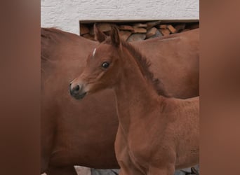 Arabian horses, Mare, Foal (04/2024), 15.1 hh