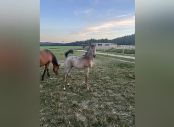 Arabian horses, Mare, Foal (06/2024), 15,1 hh, Gray