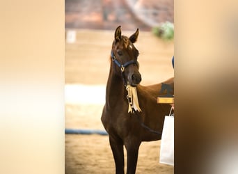 Arabian horses, Mare, Foal (03/2024), 15,1 hh, Gray