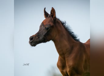 Arabian horses, Mare, Foal (04/2024), 15.1 hh, Gray