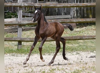 Arabian horses, Mare, , 15 hh, Black