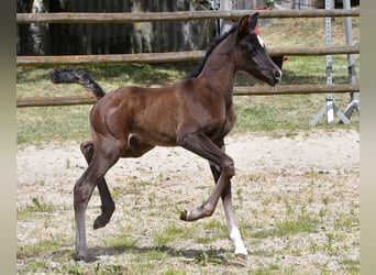 Arabian horses, Mare, , 15 hh, Black