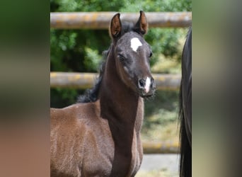 Arabian horses, Mare, , 15 hh, Black