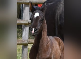Arabian horses, Mare, , 15 hh, Black