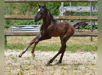Arabian horses, Mare, , 15 hh, Black