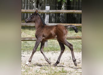 Arabian horses, Mare, , 15 hh, Black