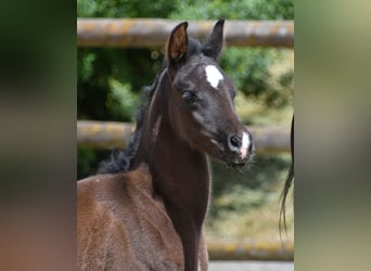 Arabian horses, Mare, , 15 hh, Black
