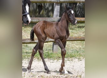Arabian horses, Mare, , 15 hh, Black