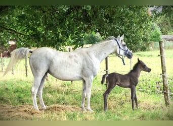 Arabian horses, Mare, Foal (07/2023), 15 hh, Black