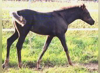 Arabian horses, Mare, Foal (07/2023), 15 hh, Black