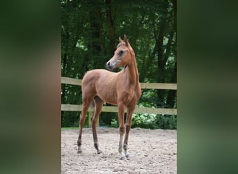 Vollblutaraber, Stute, Fohlen (04/2024), 15 hh, Brauner