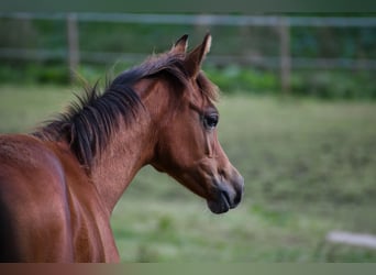 Vollblutaraber, Stute, Fohlen (04/2024), 15 hh, Brauner