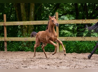 Vollblutaraber, Stute, Fohlen (04/2024), 15 hh, Brauner