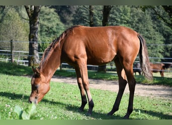 Vollblutaraber, Stute, Fohlen (04/2024), 15 hh, Brauner