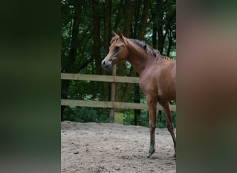 Vollblutaraber, Stute, Fohlen (04/2024), 15 hh, Brauner