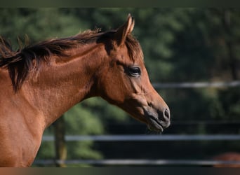 Vollblutaraber, Stute, Fohlen (04/2024), 15 hh, Brauner