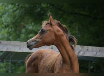 Vollblutaraber, Stute, Fohlen (04/2024), 15 hh, Brauner