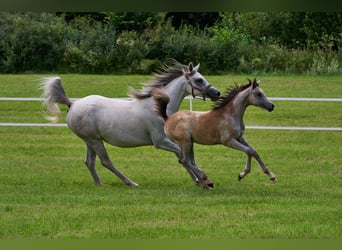 Arabian horses, Mare, Foal (03/2024), 15 hh, Gray