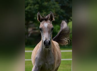 Arabian horses, Mare, Foal (03/2024), 15 hh, Gray