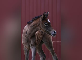 Arabian horses, Mare, Foal (03/2024), 15 hh, Gray