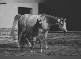 Arabian horses, Mare, Foal (03/2024), 15 hh, Gray