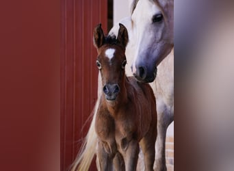 Arabian horses, Mare, Foal (03/2024), 15 hh, Gray