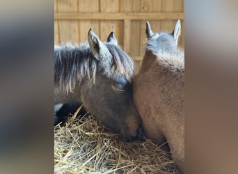 Arabian horses, Mare, Foal (04/2025), 15 hh, Grey