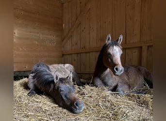 Arabian horses, Mare, Foal (04/2025), 15 hh, Grey