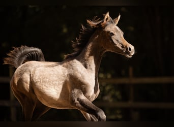 Arabian horses, Mare, Foal (04/2025), 15 hh, Grey