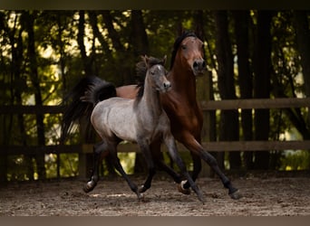 Arabian horses, Mare, Foal (04/2025), 15 hh, Grey