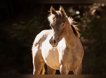 Arabian horses, Mare, Foal (04/2025), 15 hh, Grey