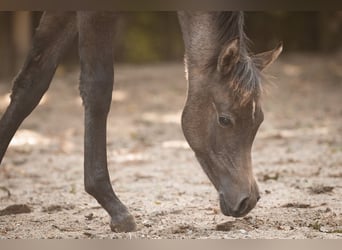 Arabian horses, Mare, Foal (04/2025), 15 hh, Grey