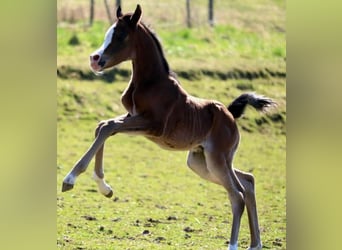 Arabian horses, Mare, , 15,1 hh, Brown