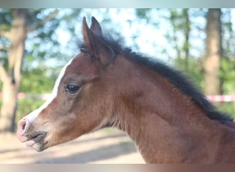 Arabian horses, Mare, , 15,1 hh, Brown