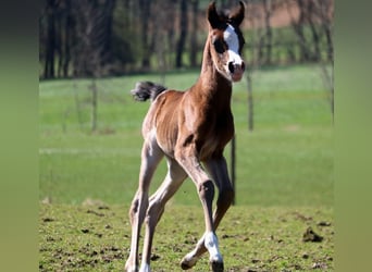 Arabian horses, Mare, , 15,1 hh, Brown