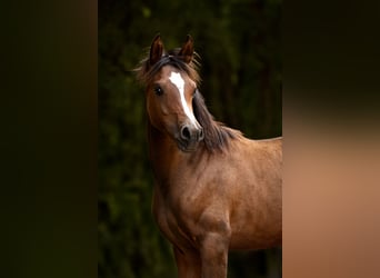 Arabian horses, Mare, Foal (03/2025), 15,1 hh, Brown